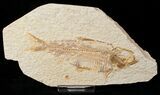 Bargain Knightia Fossil Fish - Wyoming #16459-1